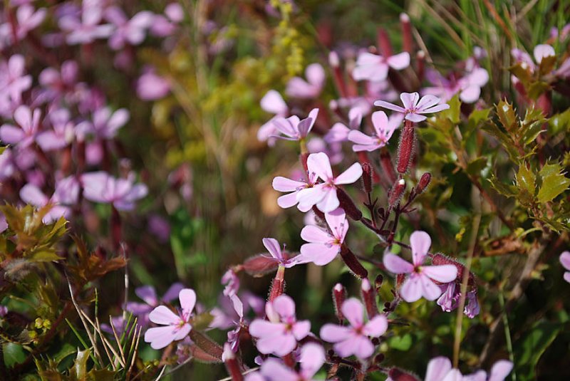 saponariaocymoidessaponairefauxbasilicphoto02.jpg