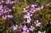 saponariaocymoidessaponairefauxbasilicphoto02_small.jpg