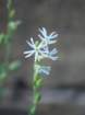 silenenocturnasilnenocturnephoto05_small.jpg