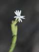silenenocturnasilnenocturnephoto06_small.jpg