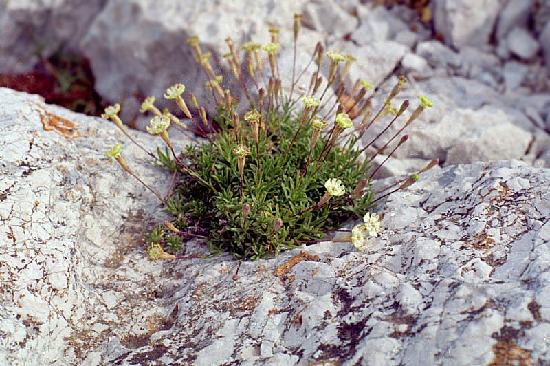 silenesaxifragasilnesaxifrage.jpg