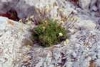 silenesaxifragasilnesaxifrage_small.jpg