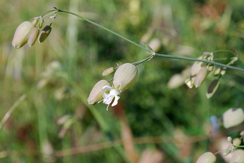 silenevulgarissilneenflphoto02.jpg