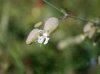 silenevulgarissilneenflphoto03_small.jpg
