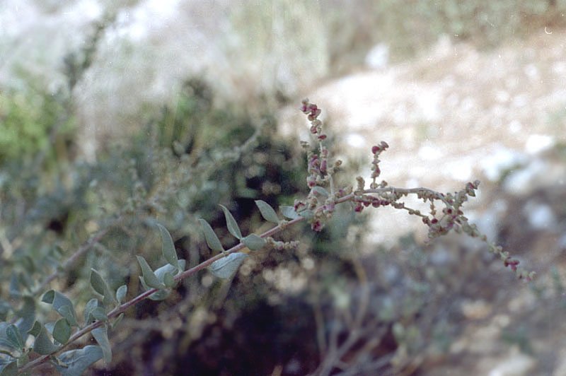 atriplexhalimusarrochehalimephoto03.jpg