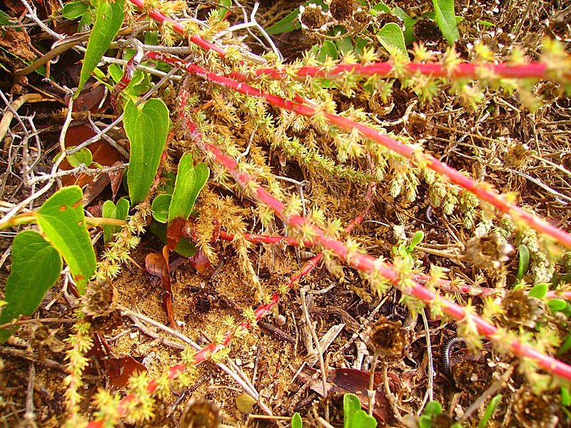 camphorosmamonspeliacacamphrephoto03.jpg