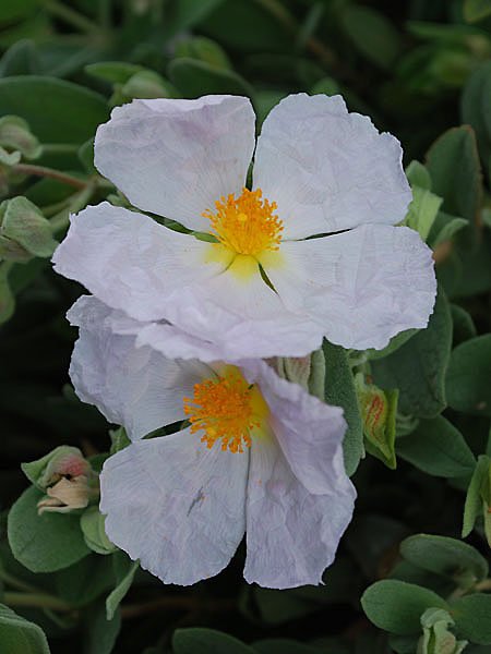 cistusalbiduscisteblancphoto05.jpg