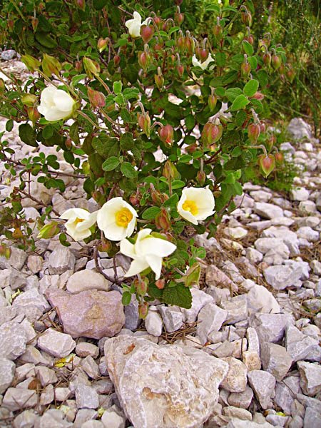cistussalvifoliuscistefeuillesdesauge.jpg