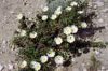 cistussalvifoliuscistefeuillesdesaugephoto02_small.jpg