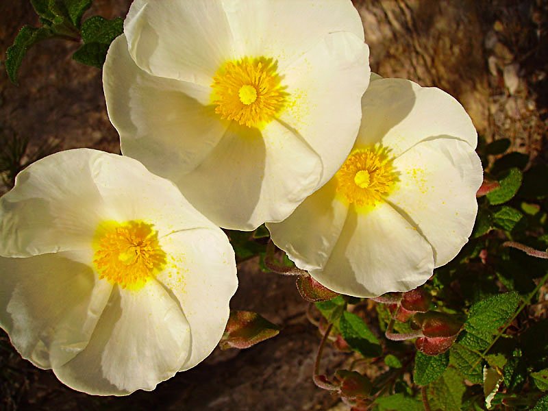 cistussalvifoliuscistefeuillesdesaugephoto03.jpg