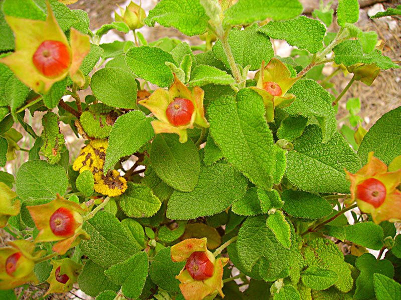 cistussalvifoliuscistefeuillesdesaugephoto05.jpg