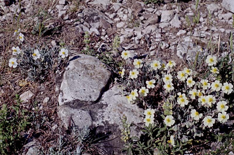 helianthemumapenninumhlianthmedesapenninsphoto02.jpg