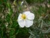helianthemumapenninumhlianthmedesapenninsphoto04_small.jpg