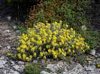 helianthemumlavandulifoliumhlianthmefeuillesdelavande_small.jpg