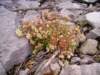 sedumdasyphyllumorpinfeuillespaissesphoto02_small.jpg