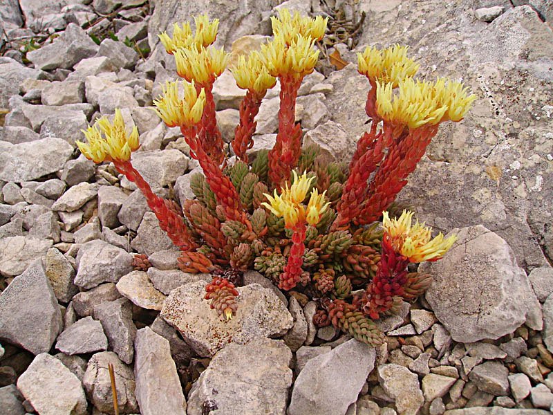 sedumochroleucumorpinptalesdroitsphoto04.jpg