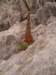 sedumsediformeorpinjaunephoto04_small.jpg