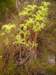 sedumsediformeorpinjaunephoto06_small.jpg