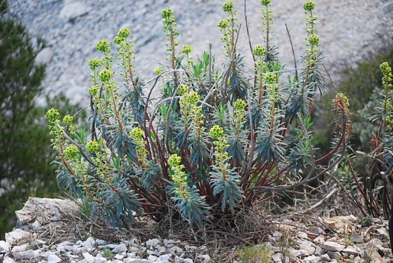 euphorbiacharaciaseuphorbecharacias.jpg