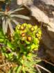 euphorbiacharaciaseuphorbecharacias02_small.jpg