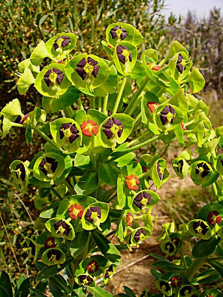 euphorbiacharaciaseuphorbecharacias03.jpg