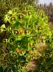 euphorbiacharaciaseuphorbecharacias03_small.jpg