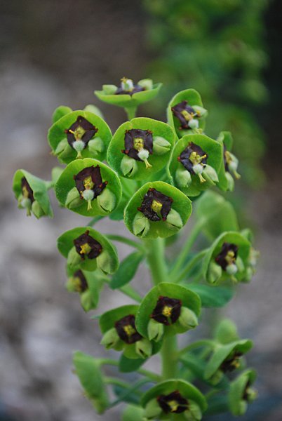 euphorbiacharaciaseuphorbecharacias04.jpg