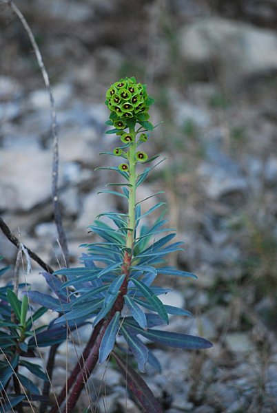 euphorbiacharaciaseuphorbecharacias06.jpg