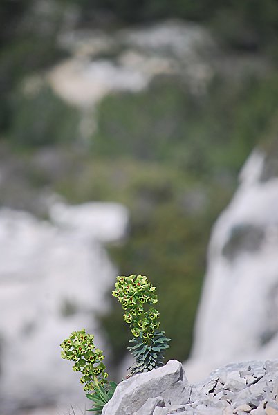 euphorbiacharaciaseuphorbecharacias07.jpg