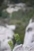 euphorbiacharaciaseuphorbecharacias07_small.jpg