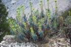 euphorbiacharaciaseuphorbecharacias_small.jpg