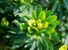 euphorbiadendroideseuphorbearborescente04_small.jpg