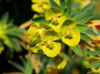 euphorbiadendroideseuphorbearborescente05_small.jpg