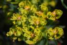 euphorbiadendroideseuphorbearborescente06_small.jpg