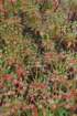 euphorbiadendroideseuphorbearborescente07_small.jpg