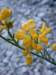 coronillajunceacoronillejunciformephoto03_small.jpg