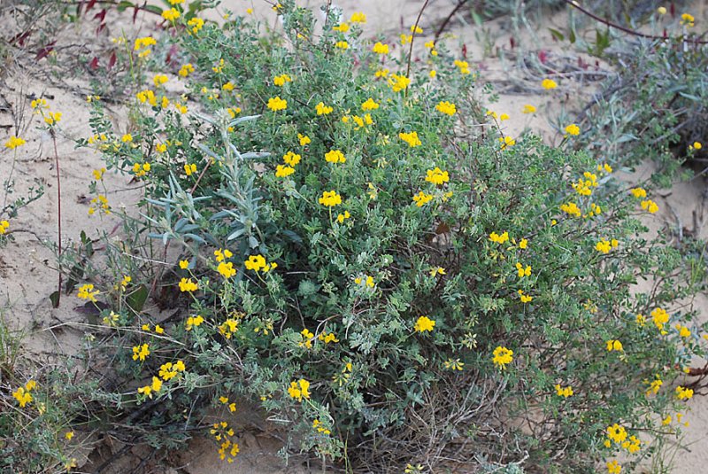 coronillaminimacoronillenaine.jpg