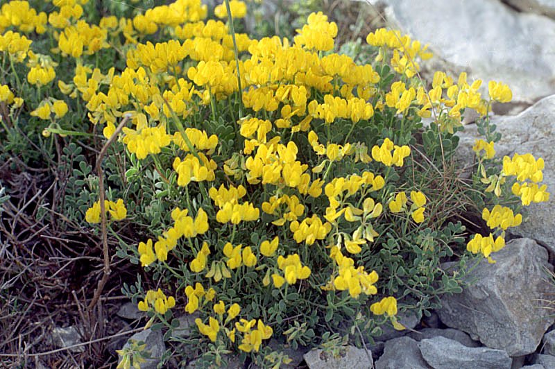 coronillaminimacoronillenainephoto02.jpg