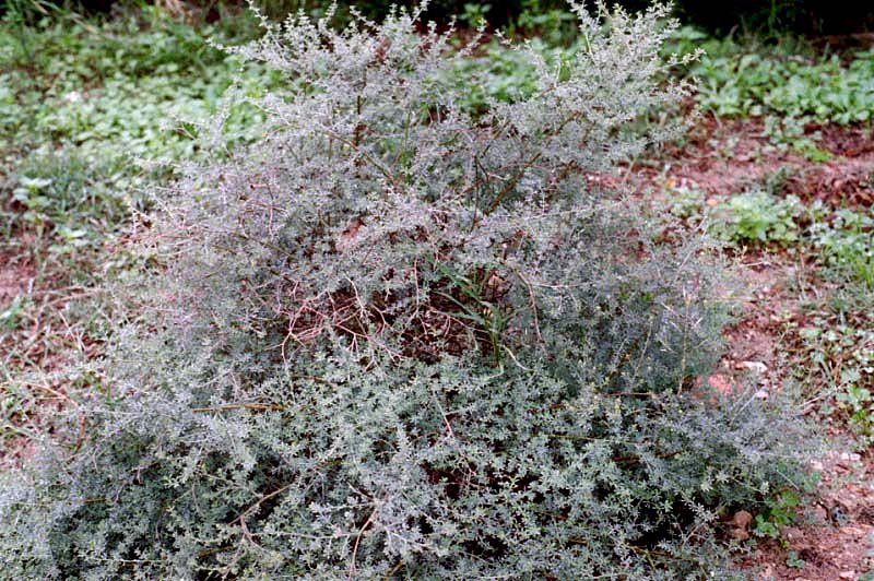 dorycniumpentaphyllumbadasse.jpg