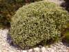 dorycniumpentaphyllumbadassephoto02_small.jpg