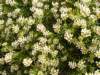 dorycniumpentaphyllumbadassephoto03_small.jpg