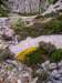 genistalobeliigentdelobelphoto04_small.jpg