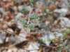 hedysarumspinosissimumsainfointrspineux_small.jpg