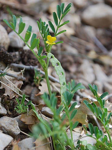hippocrepisunisiliquosahippocrpideferchevalphoto04.jpg