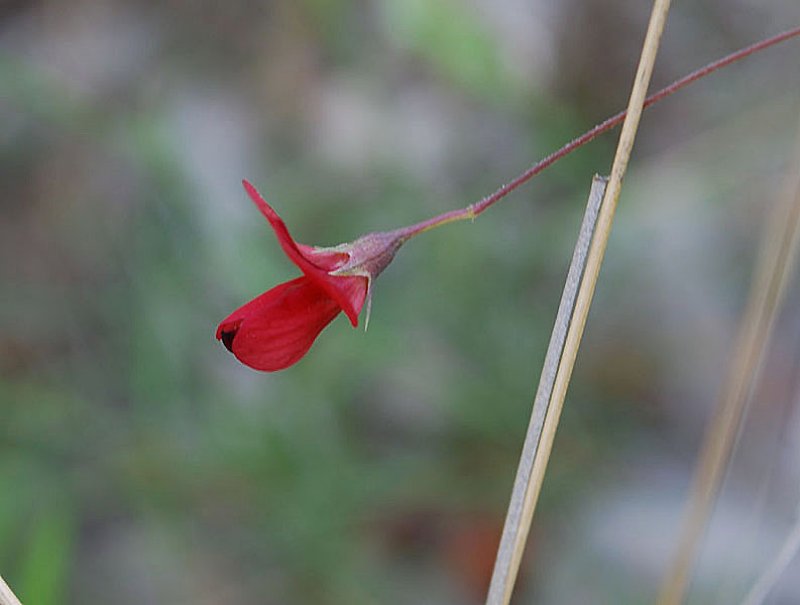 lathyrussphaericusgessegrainessphriquesphoto02.jpg