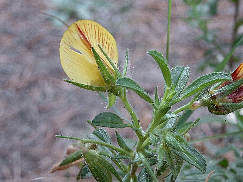 ononisminutissimabugranerampantephoto04.jpg