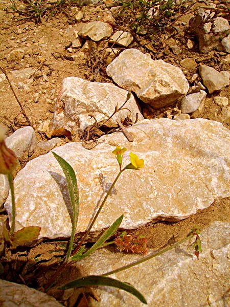 scorpiurusmuricatussspsubvillosuschenillettephoto03.jpg