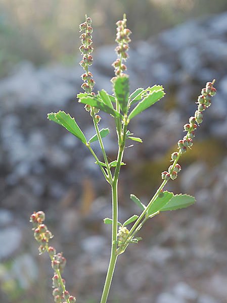 trifoliumcampestretrflechamptrephoto03.jpg