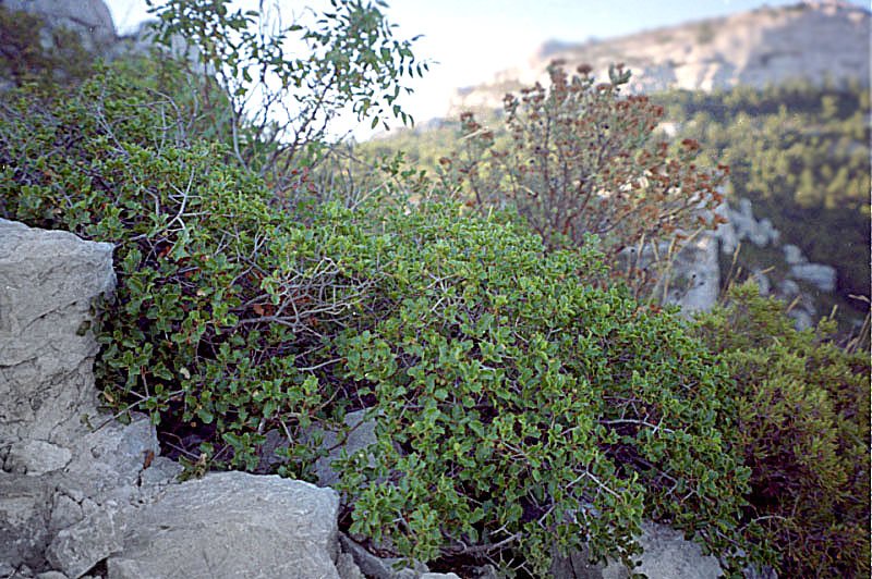 quercuscocciferachnekermes.jpg