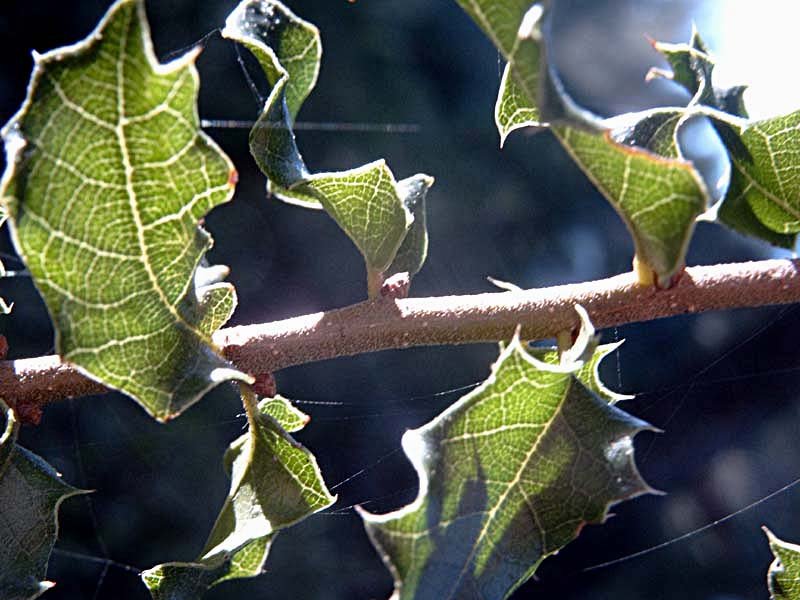 quercuscocciferachnekermesphoto02.jpg